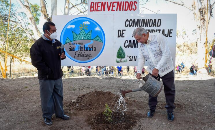 Trabajadores de Sembrando Vida recibirán ahorros por cultivar la tierra antes de que termine el sexenio: presidente